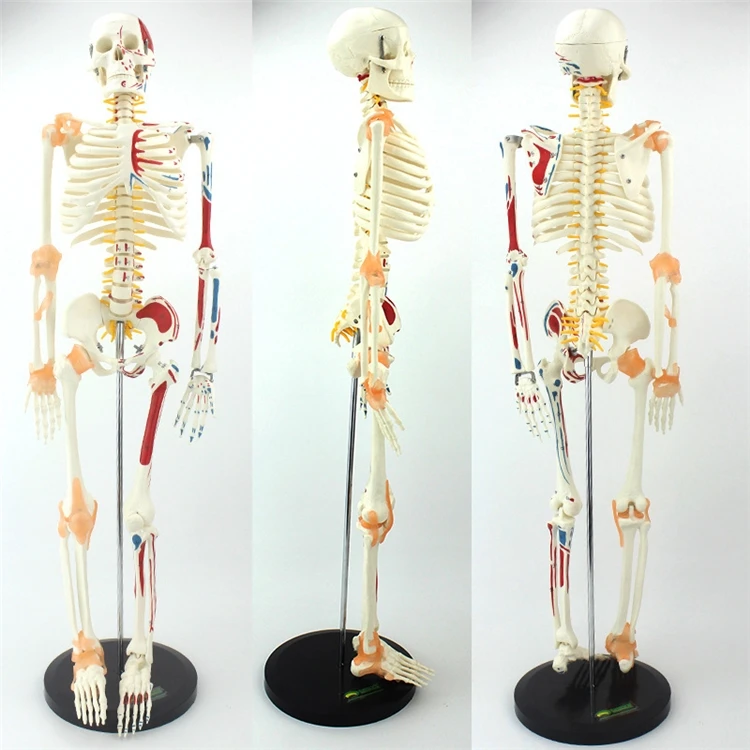 【OFERTA】Modelo de Esqueleto Hu - Medical Lab Upgrade reseña y precio